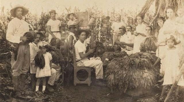 Descogida de tabaco en Cabaiguán