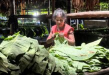 Ángela Evangelina Cruz Cruz, Ensartadora, Tabaco y nada más