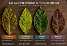 Las cuatro raíces del tabaco: el origen de sus variedades